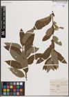 Foto von Salix caprea L. x Salix viminalis L.